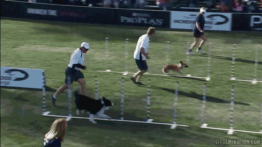 They Should Make A 30 For 30 About This Corgi