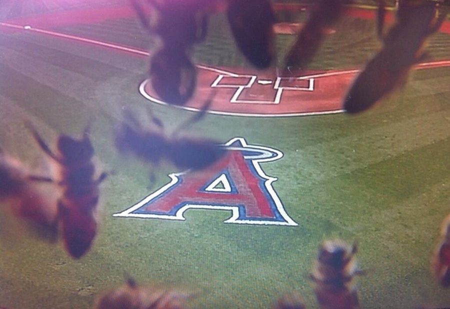 The Angels Game Was Delayed By Bees