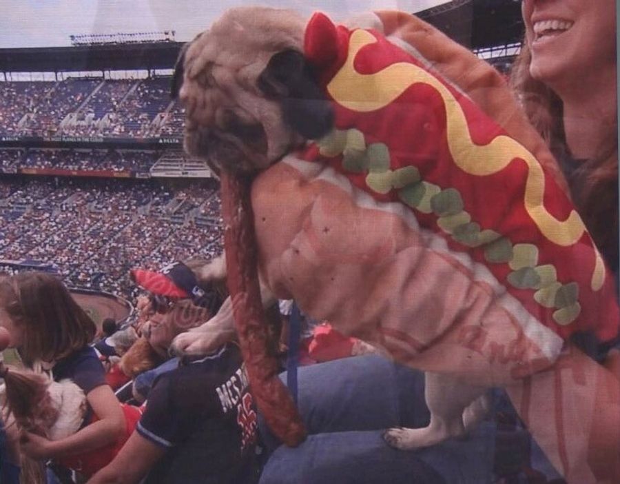 Here's A Dog Dressed As A Hot Dog, Eating A Hot Dog