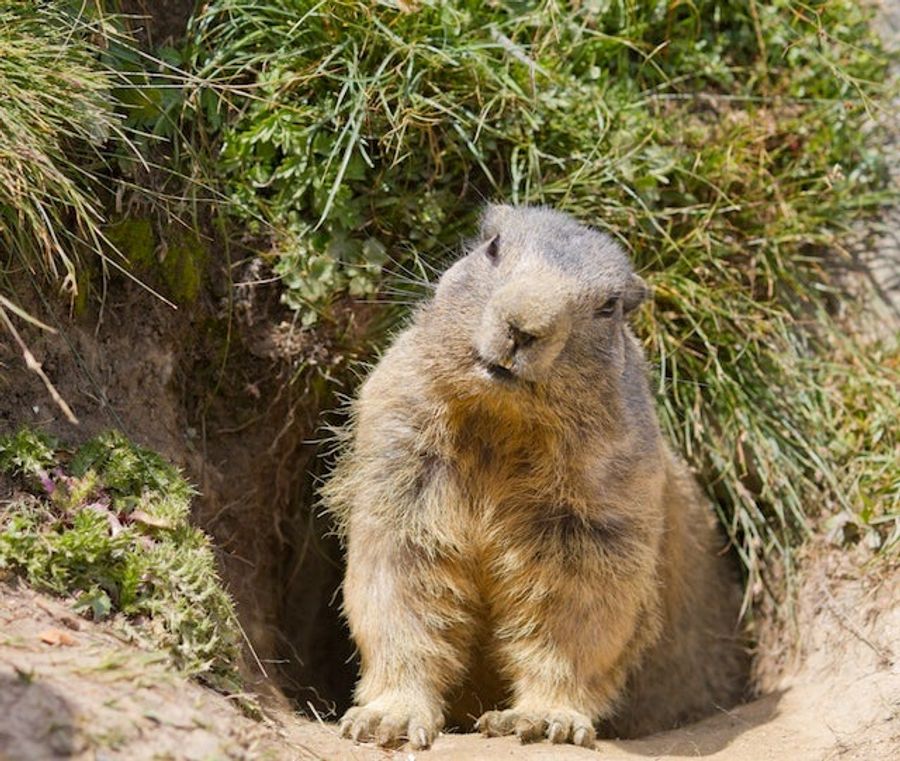 Angry Groundhog Causes Mayhem At Little League Baseball Game