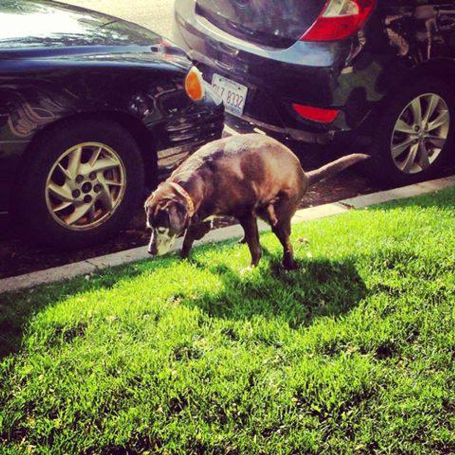 This Shitting Dog Is The Blackhawks' Good Luck Charm