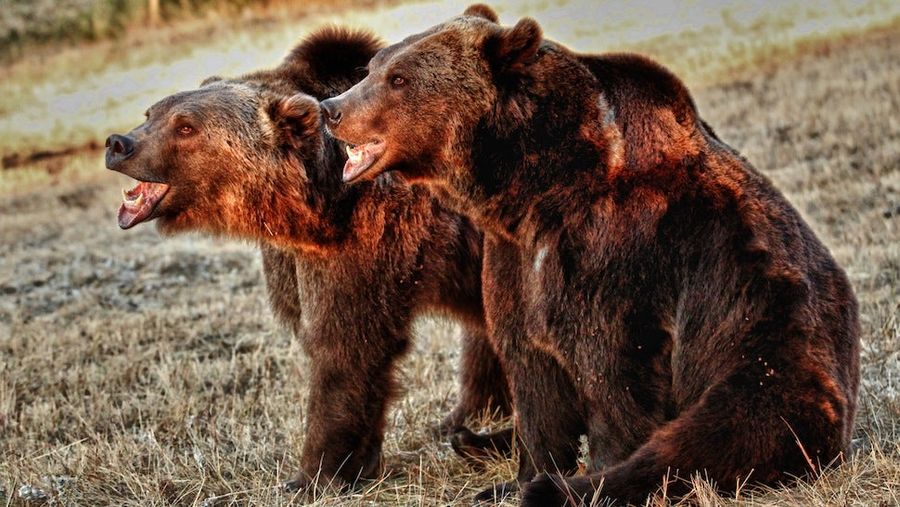 Bears, Ranked