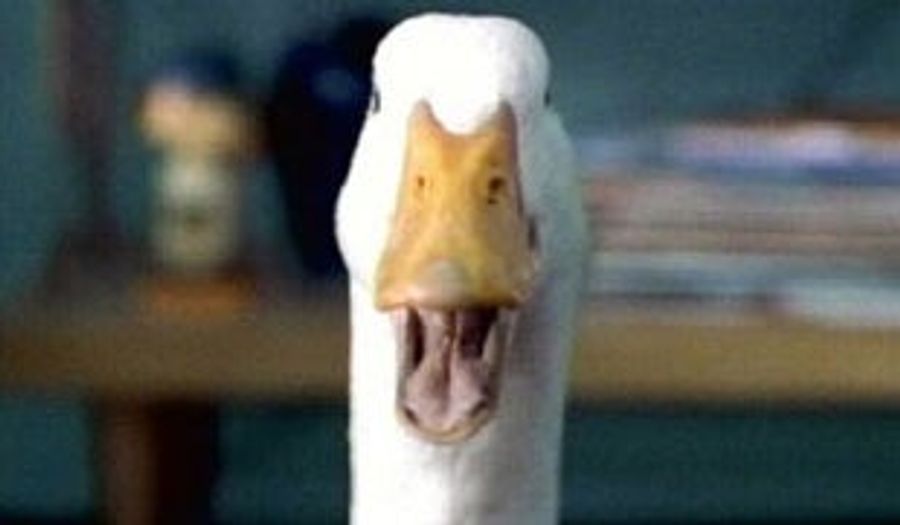 Duck Day Afternoon