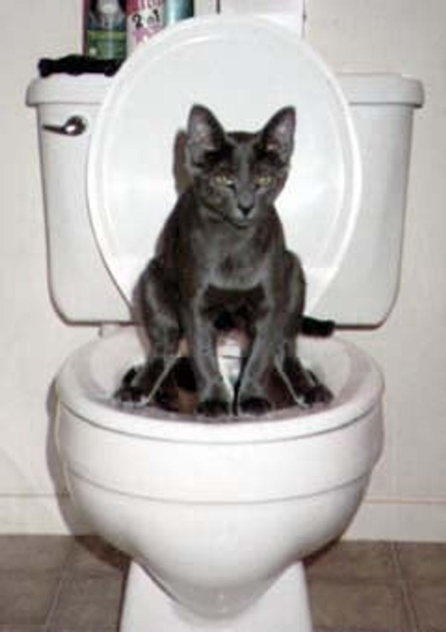 Super Bowl XLI, The Loo, And You