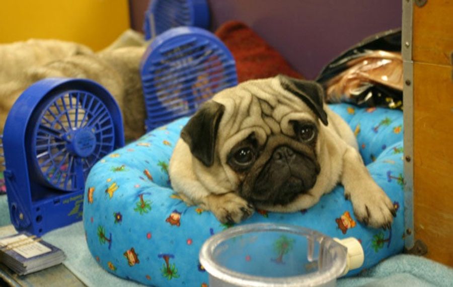 Deep, DEEP Inside The Westminster Dog Show