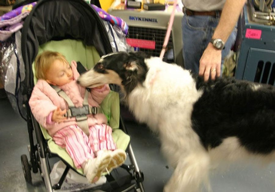 Wrapping Up The Westminster Dog Show