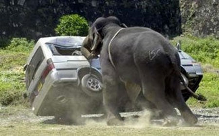 Week In Review: An Elephant Attacks A Car