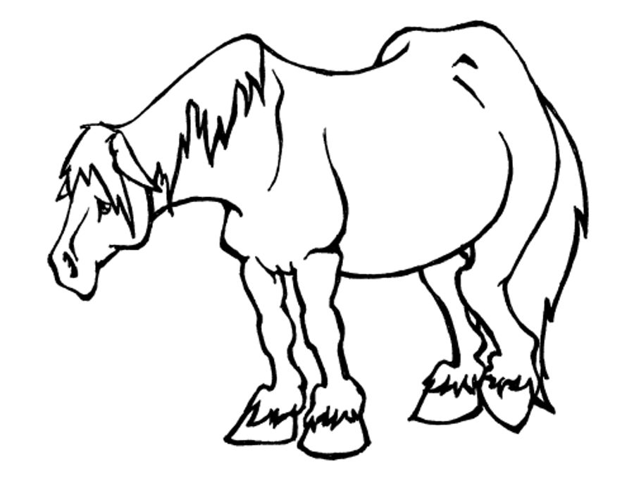 Silence For Barbaro