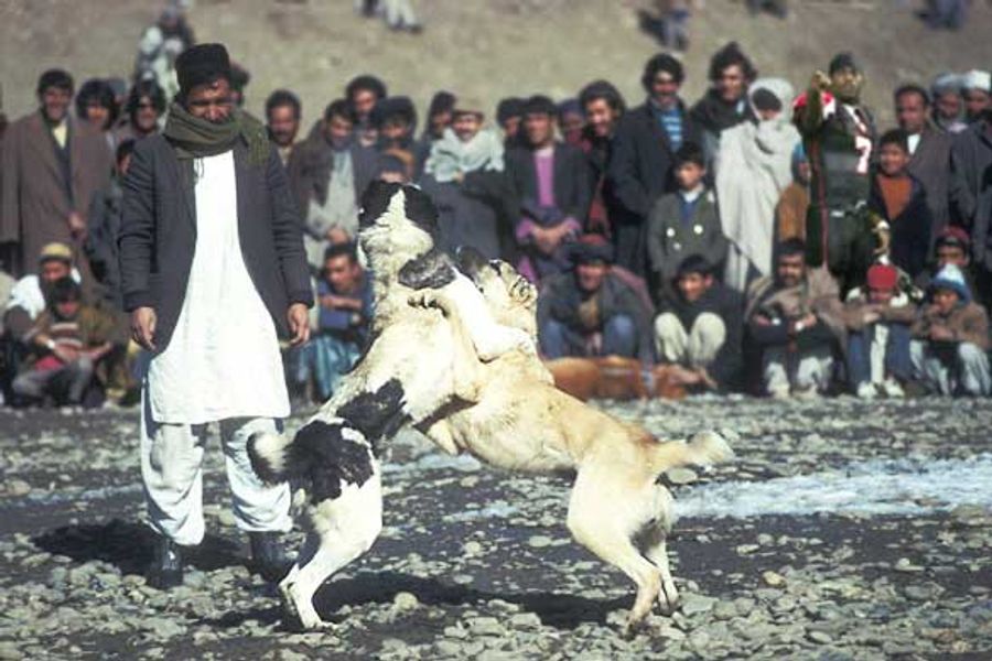 If You Have Video Of Michael Vick Watching Dogs Killing Each Other, Please Let Us Know