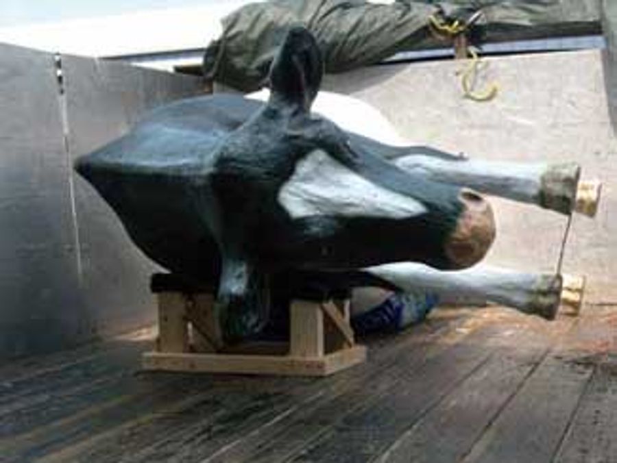 Cow Tipping In Madison Is Absolutely Unacceptable