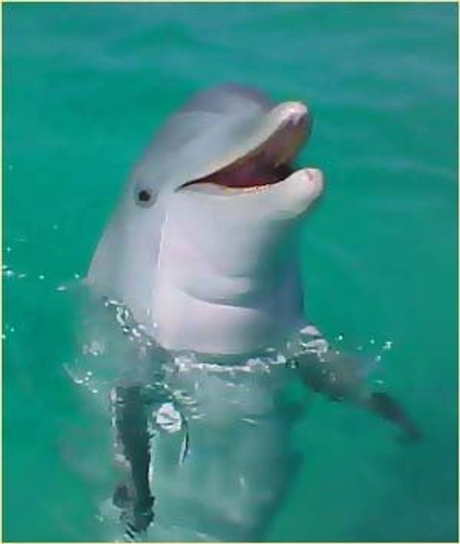 Cop Attacked, Bitten By Dolphin