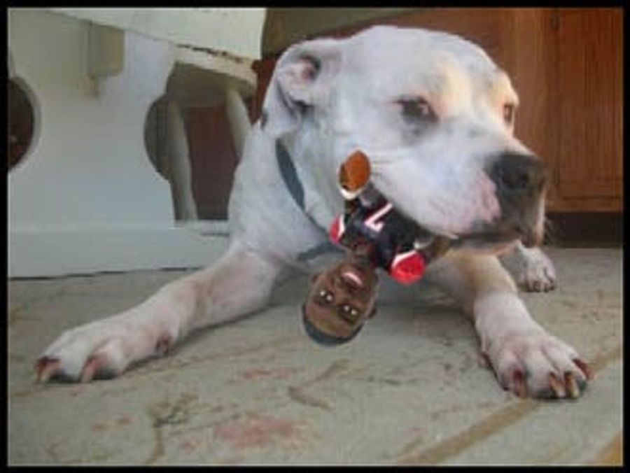 Who's A Good Dog? Who Gets A Michael Vick Chew Toy?