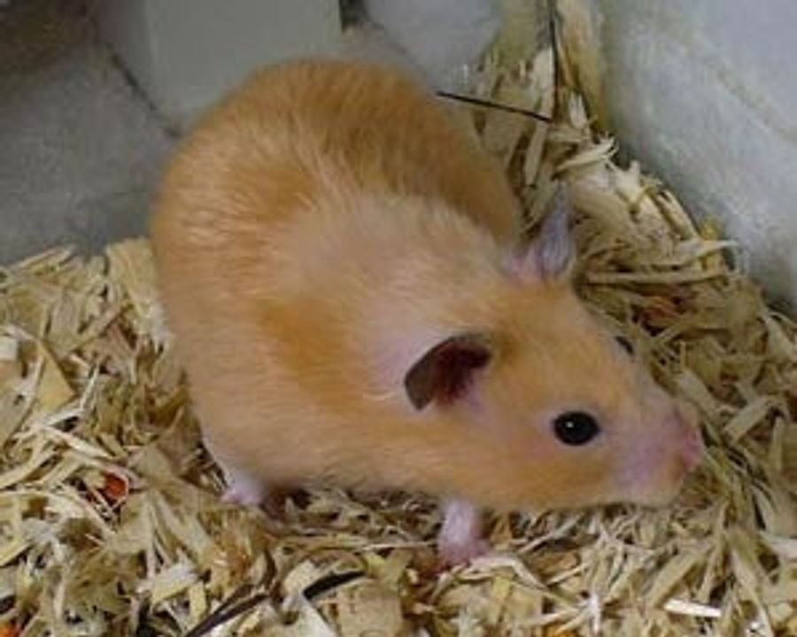 Nibbles Is Still A Figment Of Your Imagination