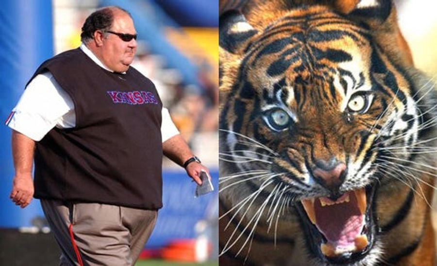 Mangino Vs. A Tiger: Who Ya Got?