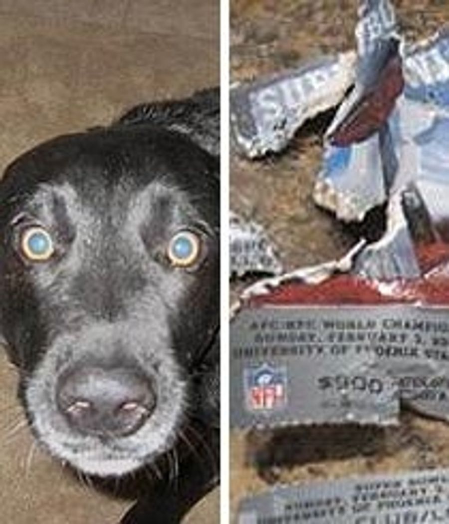 Well, They Were Out Of Snausages