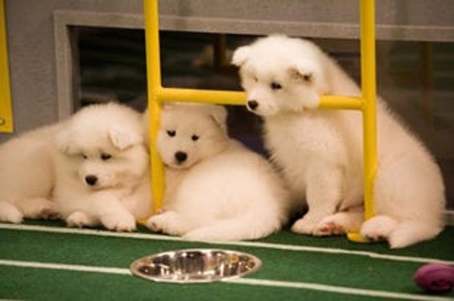 Gentlemen, Start Your Puppies