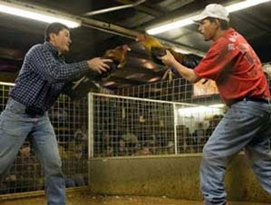 Let Us Rid Ourselves Of The Cockfighting PED Menace