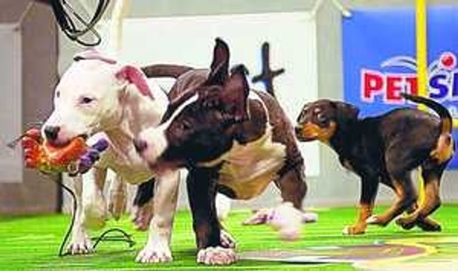 Your Puppy Bowl Recap