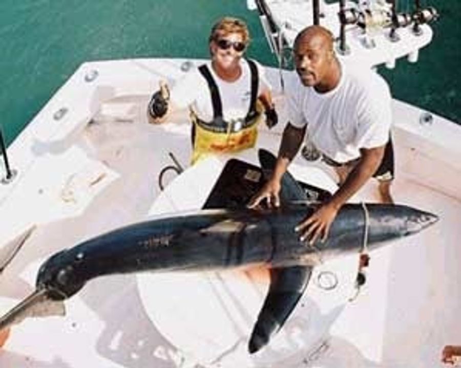 Angry Shaq&#39;s Death Toll Currently Stands At One Shark, Maybe Shawn Bradley