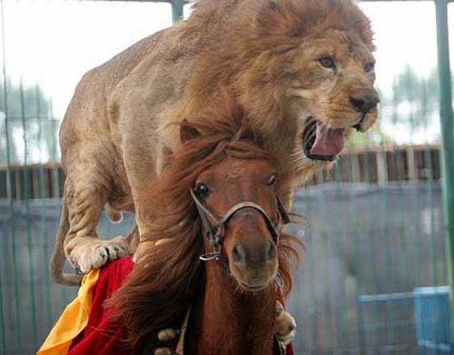 The China Olympics Should Only Involve Lions