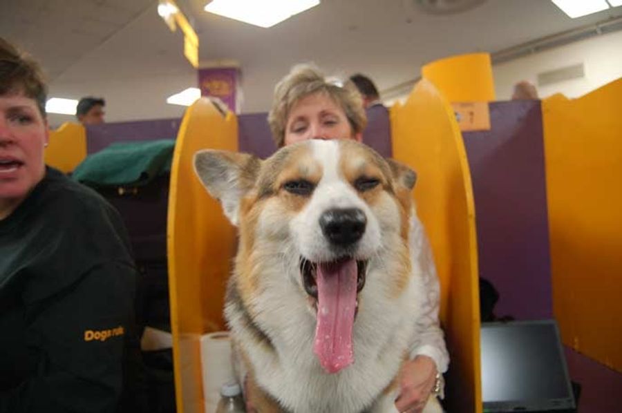 The Westminster Dog Show: Bitches, Man, Bitches