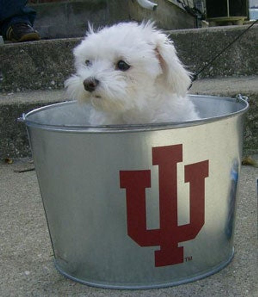 Big Ten Pets Are Ready For March Madness/Snausages