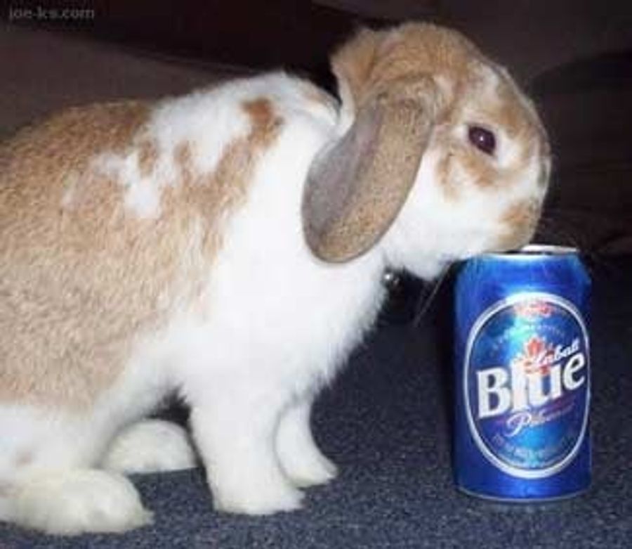 Broad Street Bullies, Bunnies And Booze