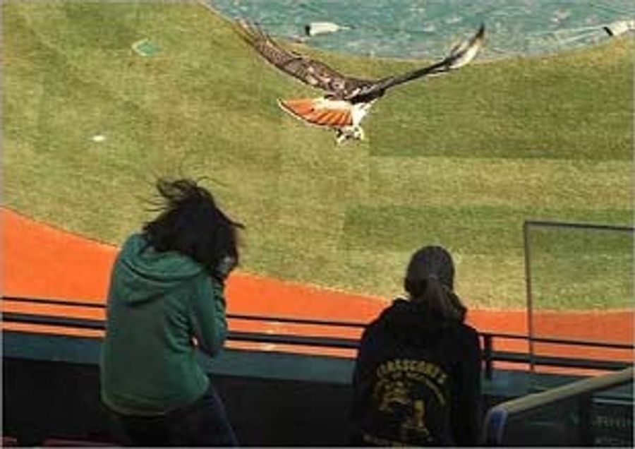 Terror From The Sky At Fenway Park