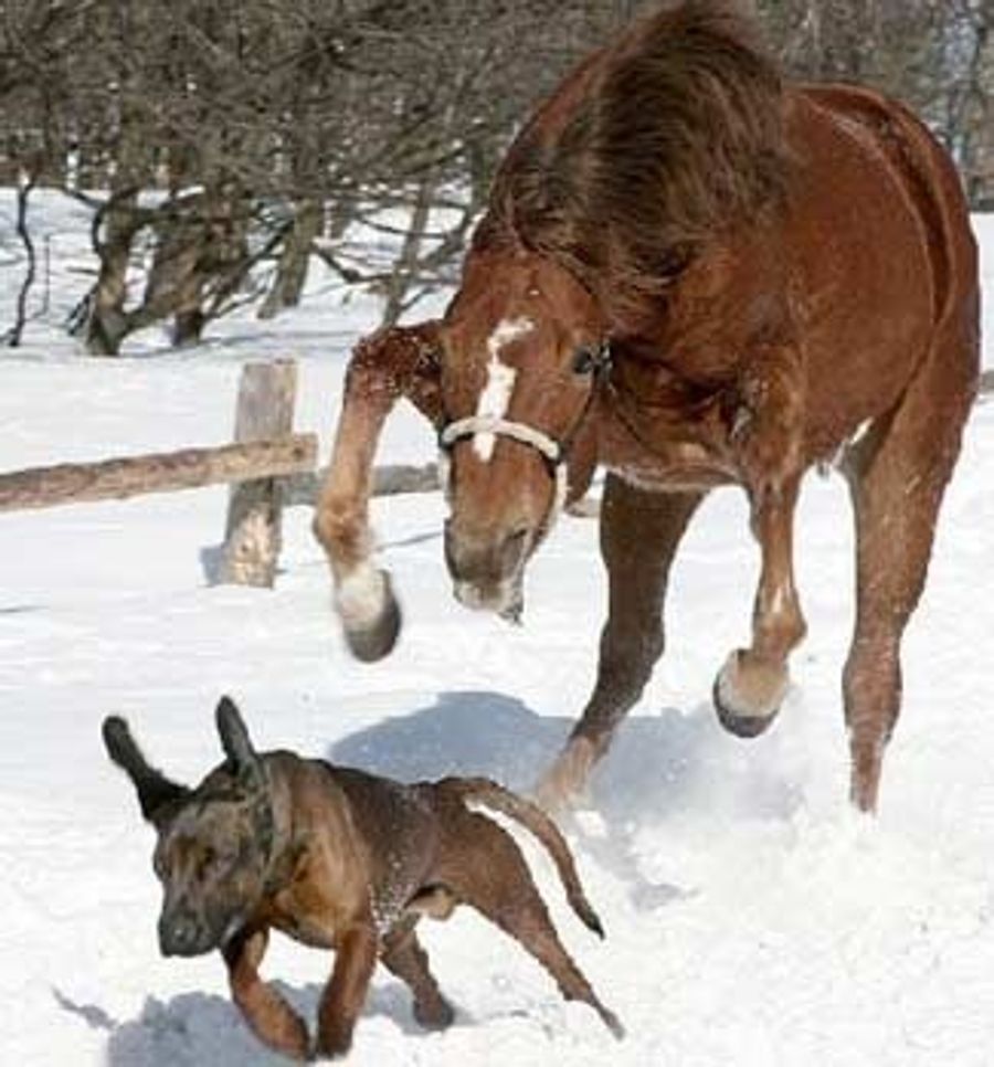 When The Horses Unite, All Will Fall