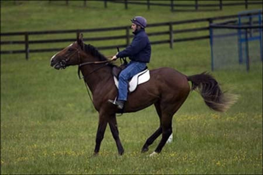 Prepare Thyself For Impending Debut Of Barbaro's Brother. Oy