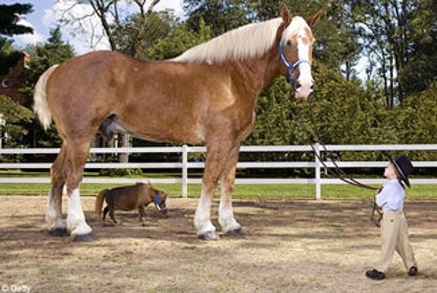 Previewing the Running of the Horses