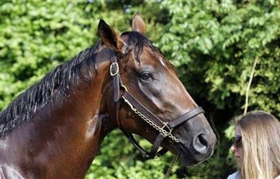Big Brown Wins Preakness, Thinks, "Boy, I Am Hungry"