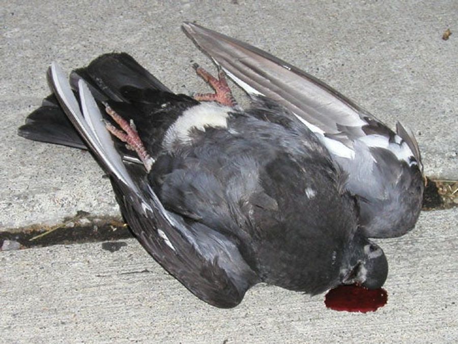 Wimbledon To Pigeons: Die, You Filthy, Winged Demons