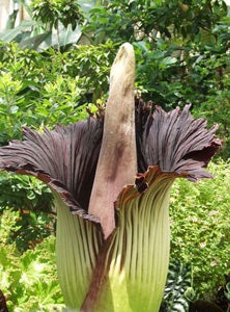 Broncos Stink Like A Flower That Stinks Really Bad