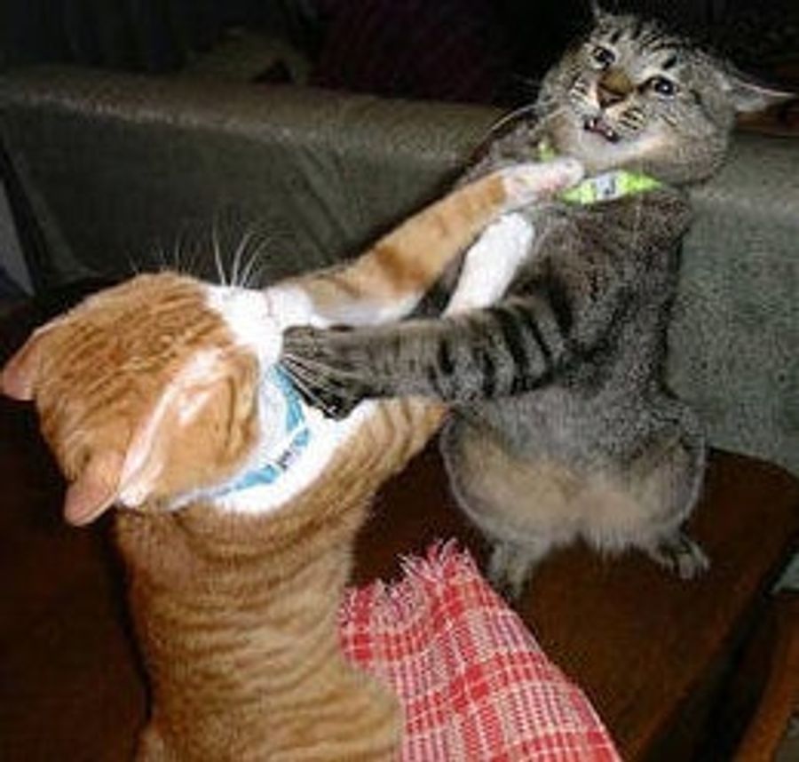 Mid-Ohio Endures IRL Cat Fight Epidemic