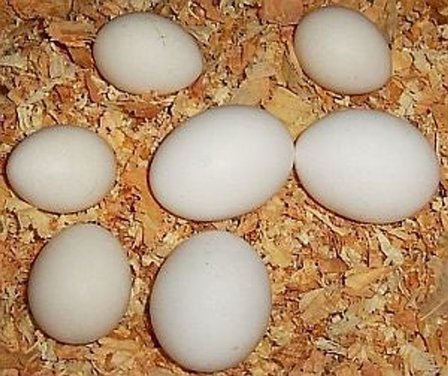 Eggycam Weds Gambling and Hatching Eggs