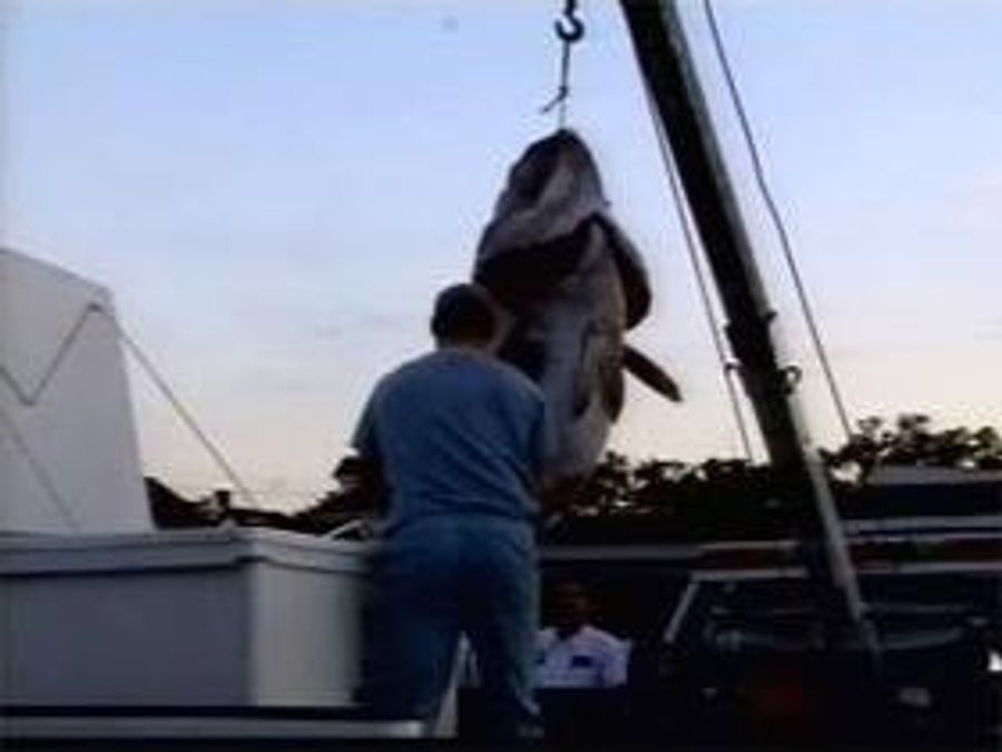 The Fish That Could Be An Offensive Lineman