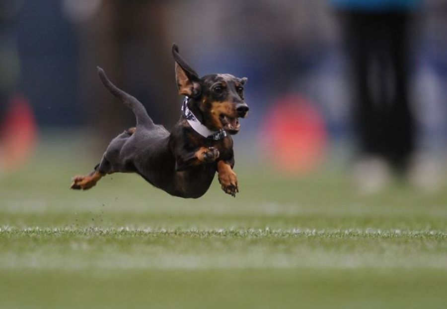 The Browns Will Hold A Wiener Dog Race