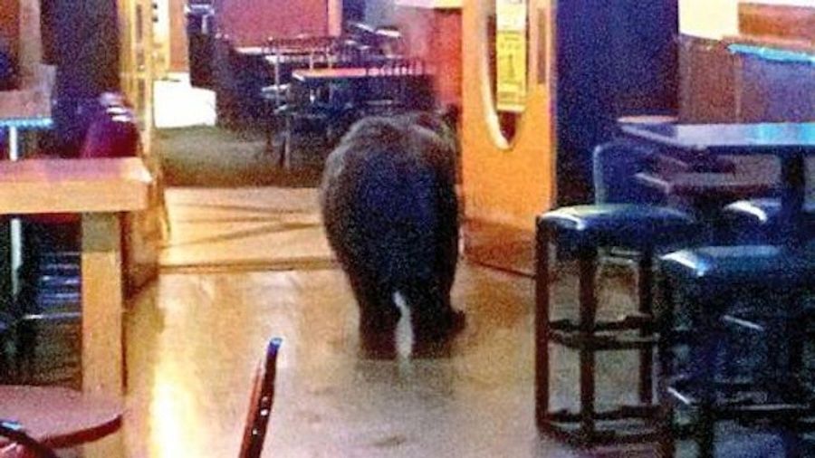 Bear Walks Into A Bar, Nobody Notices