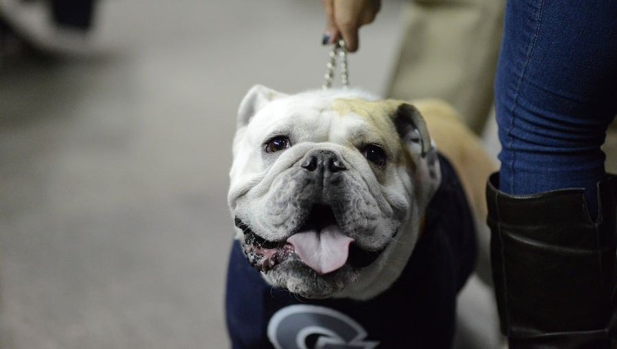 Georgetown Is Mysteriously Getting Rid Of Its Bulldog Mascot [Update]