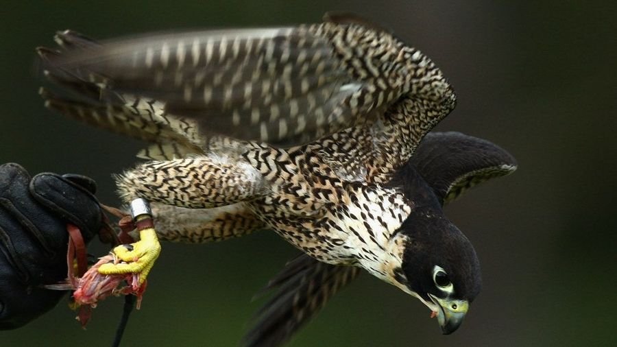 Sports Radio Caller's Rant Interrupted By Falcon Attack