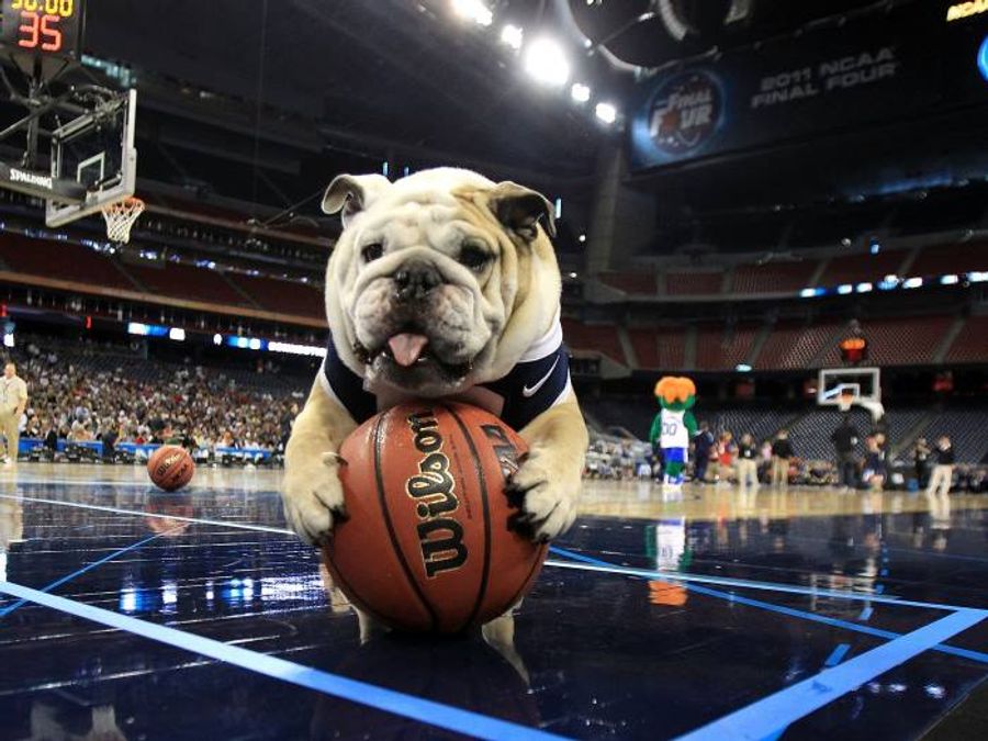 A Horrible Week For Bulldog Mascots Continues