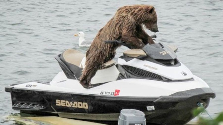Check Out Jet Ski Bear, The Bear That&#39;s On A Fucking Jet Ski