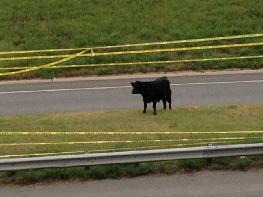 It&#39;s The Most Kansas City Traffic Report Ever!