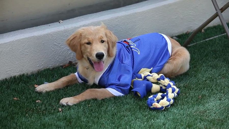 The University Of Tulsa Now Has A Freaking Adorable "Dog Ambassador"
