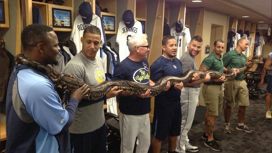Rays Handling A Long-Ass Snake? Rays Handling A Long-Ass Snake.