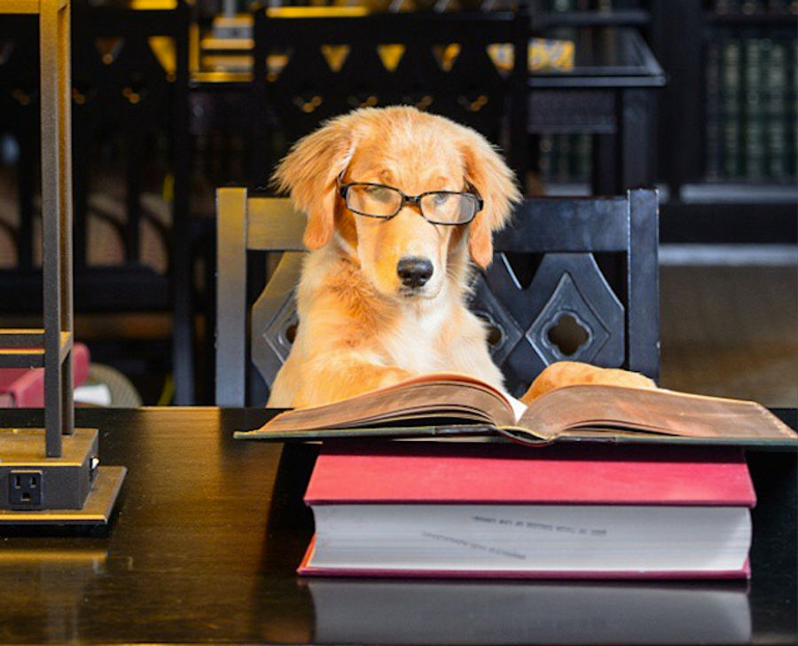 Tulsa's Puppy Mascot Will Be The Best Part Of College Football Season