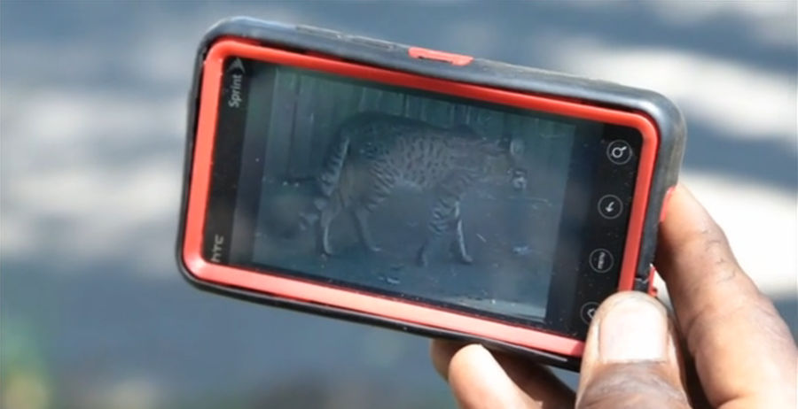 Unusually Large Cat Terrorizing Detroit Neighborhood