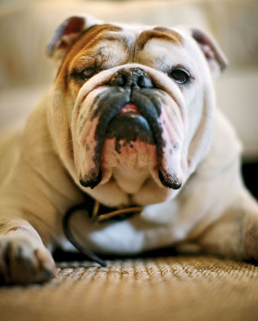 Hey, Bulldog