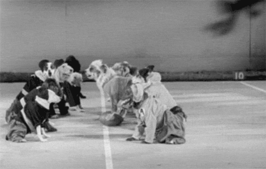 Here Are Some Old-Timey Dogs Playing Football For Some Reason